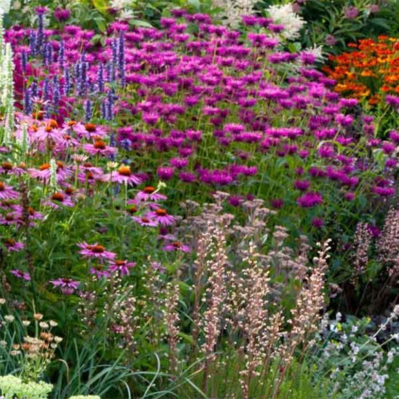Monarda fistulosa Scorpion - Bergamotplant (Groeiplaats)