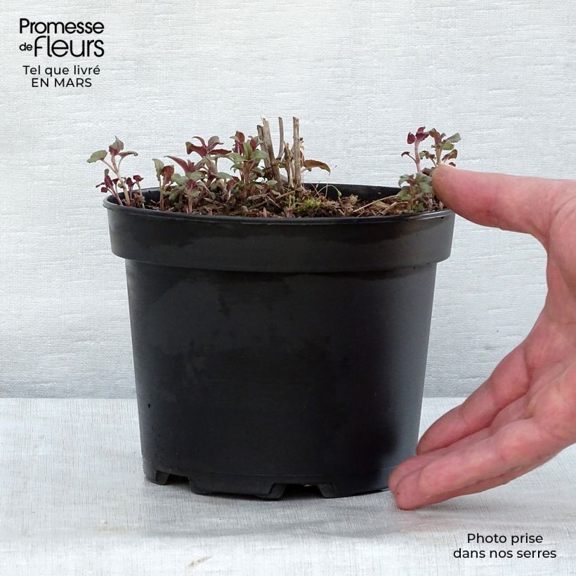 Exemplaar van Monarda fistulosa Scorpion - Bergamotplant Pot van 2 l/3 l zoals geleverd in de winter