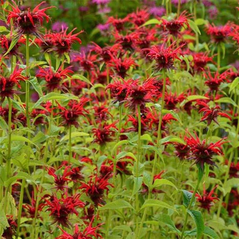 Monarda Squaw - Bergamotplant (Bloei)