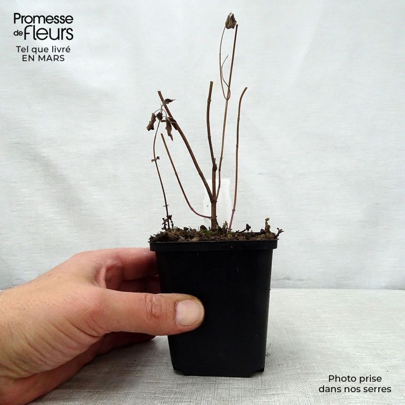 Exemplaar van Monarda fistulosa menthifolia - Wilde bergamot Kweekpotje van 8/9 cm zoals geleverd in de lente