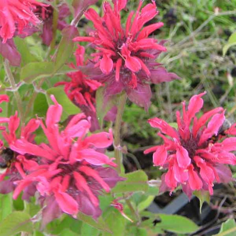 Monarda Gewitterwolke - Bergamotplant (Bloei)
