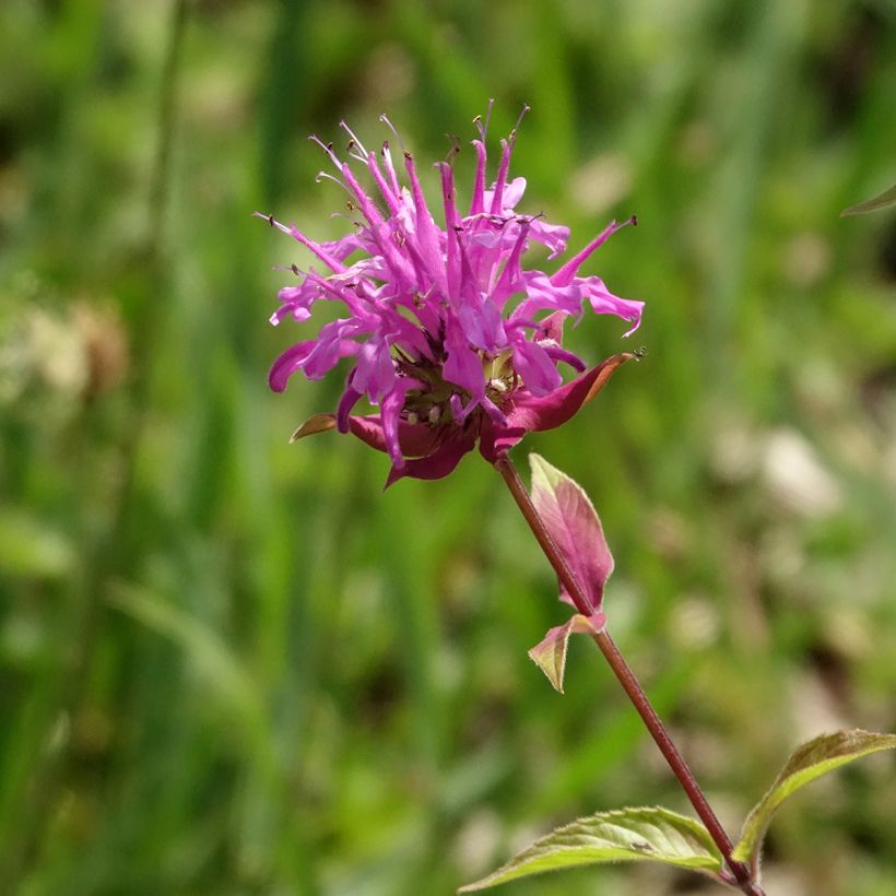 Monarda fistulosa menthifolia - Wilde bergamot (Bloei)