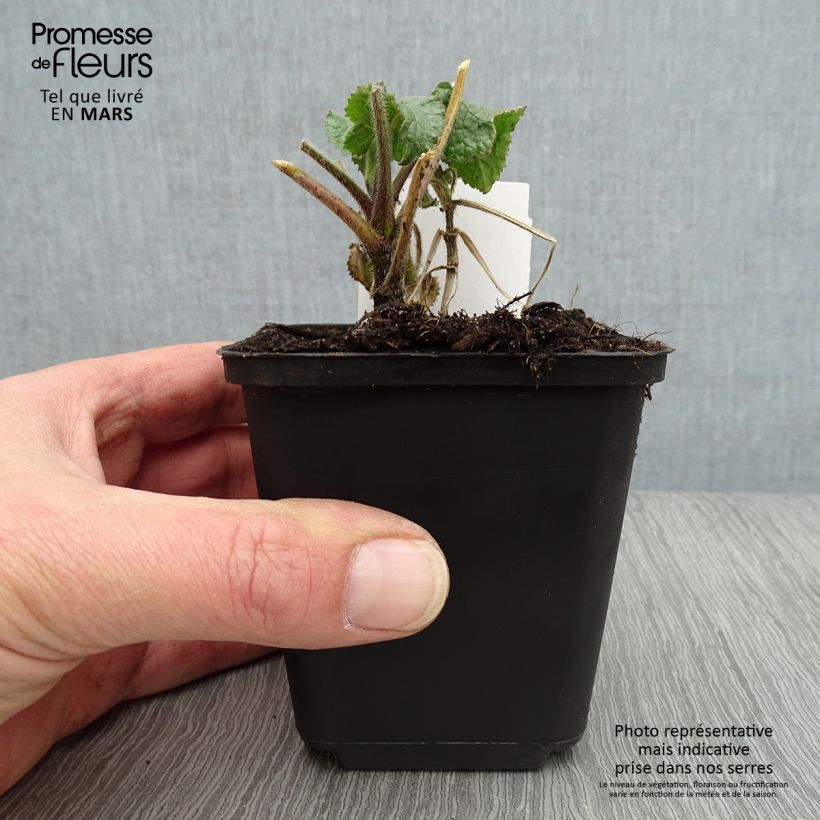 Exemplaar van Lunaria annua Alba - Judaspennig Kweekpotje van 8/9 cm zoals geleverd in de lente