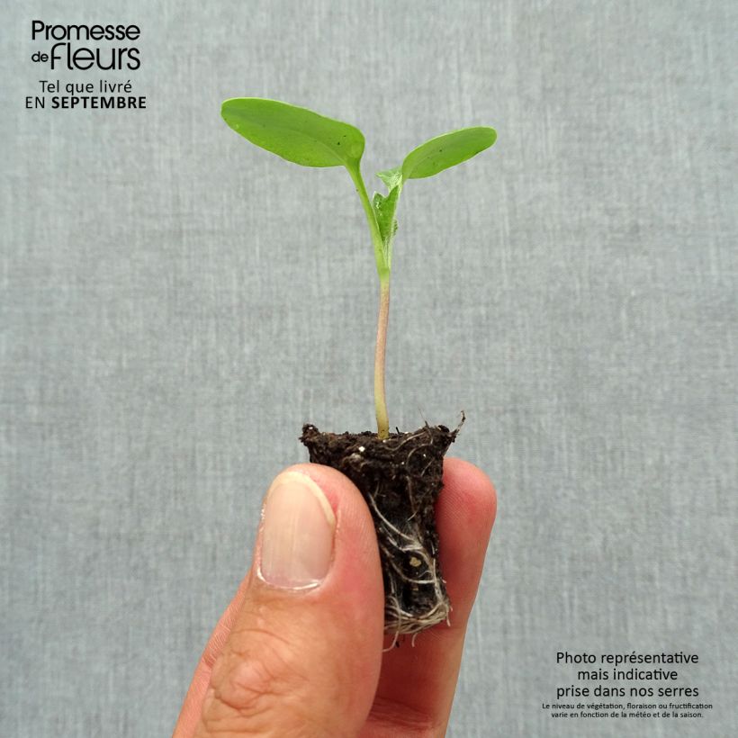 Example of Lunaria annua - Judaspennig Mini-mot Ø 1,5/2,5 cm as you get in automne