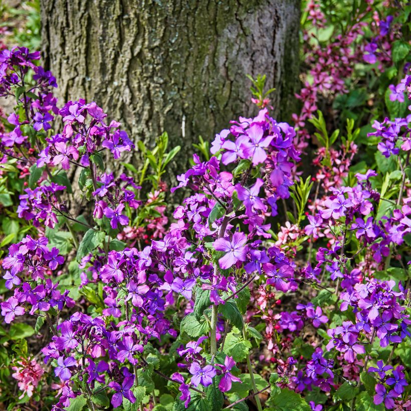 Lunaria annua - Judaspennig (Groeiplaats)