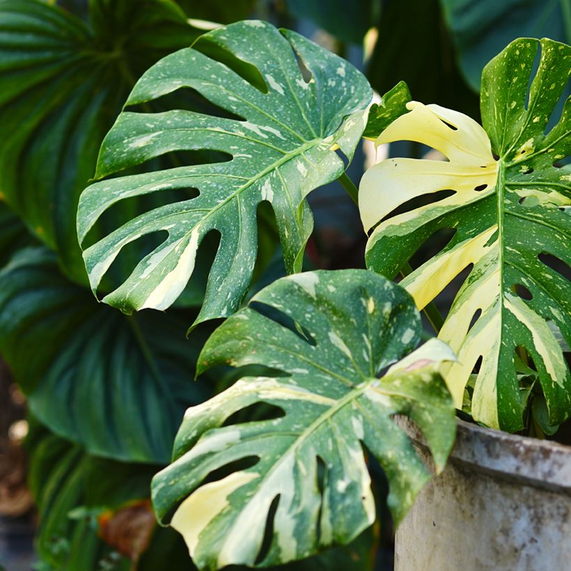Monstera Thai Constellation - Gatenplant (Blad)
