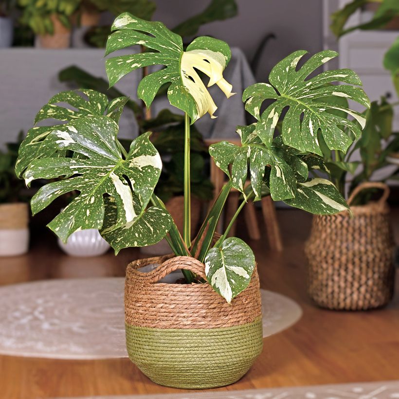 Monstera Thai Constellation - Gatenplant (Groeiplaats)