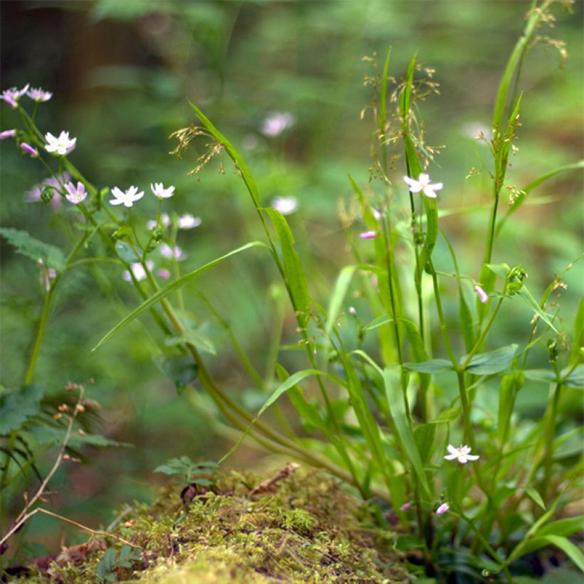 Claytonia sibirica - Roze winterpostelein (Groeiplaats)