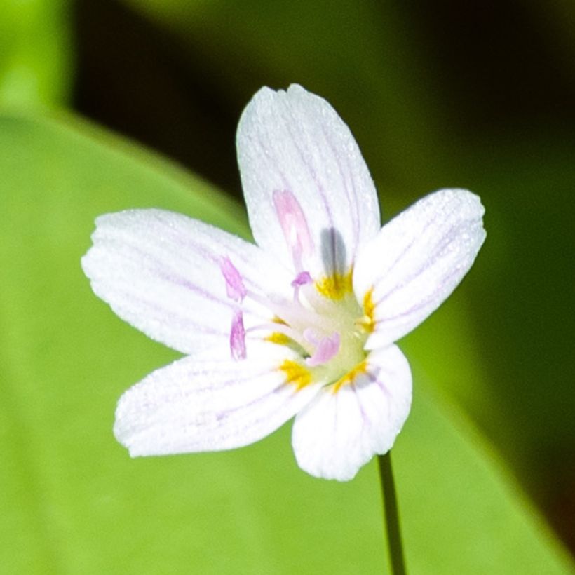 Claytonia sibirica Alba - Roze winterpostelein (Bloei)