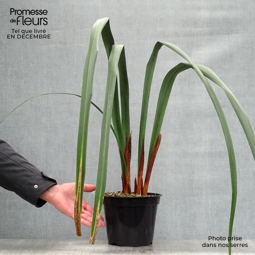 Exemplaar van Moraea huttonii - Afrikaanse iris Pot van 4 l/5 l zoals geleverd in de winter