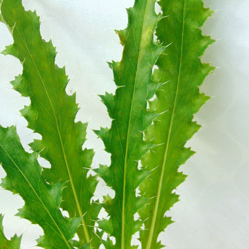 Morina longifolia - Kransbloem (Blad)