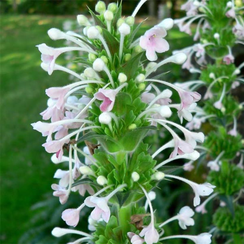 Morina longifolia - Kransbloem (Bloei)