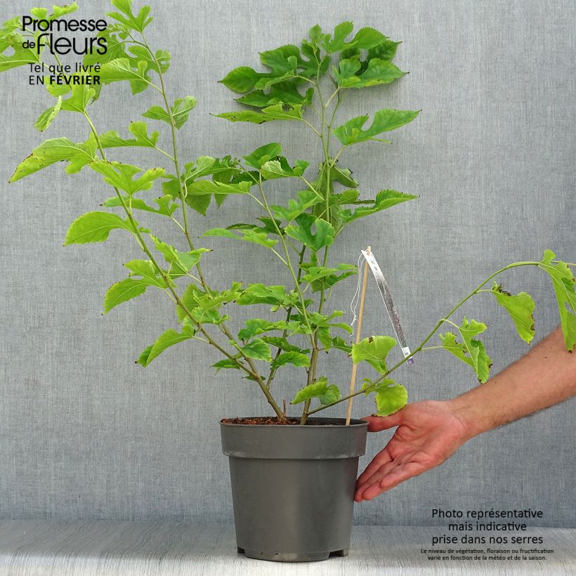 Exemplaar van Morus acidosa Mulle - Moerbeiboom Pot van 3 l/4 l zoals geleverd in de herfst