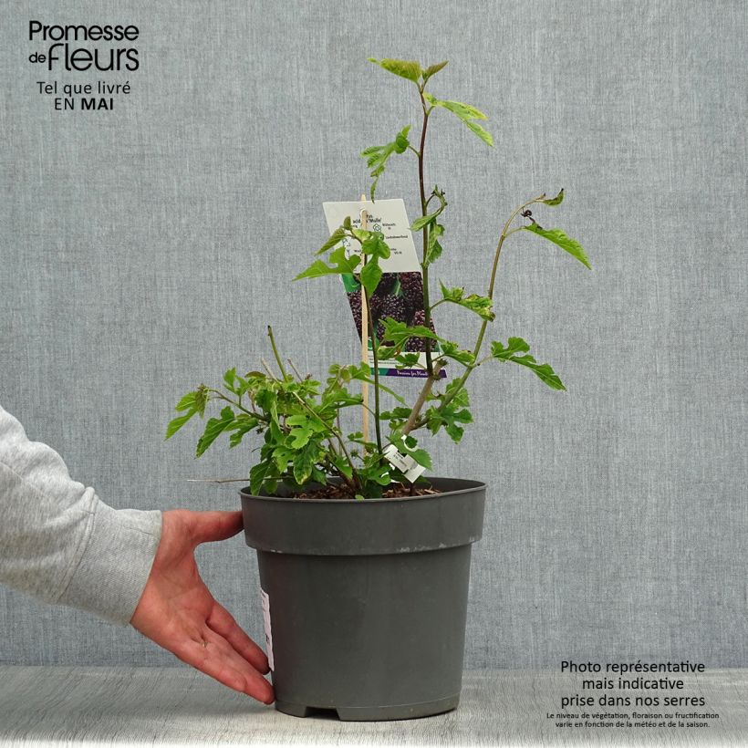 Exemplaar van Morus acidosa Mulle - Moerbeiboom Pot van 3 l/4 l zoals geleverd in de lente