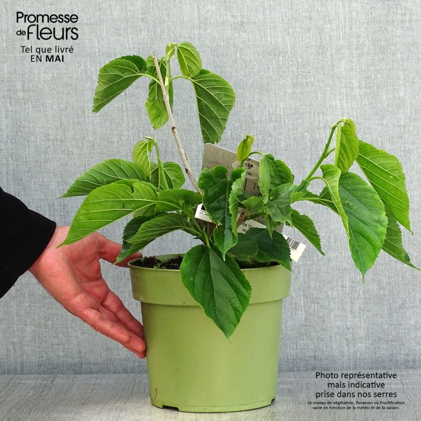 Exemplaar van Morus alba Giant Fruit - Witte moerbei Pot van 3 l/4 l zoals geleverd in de lente