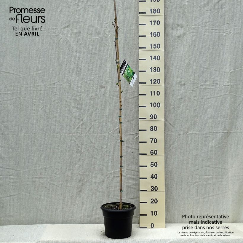 Exemplaar van Morus kagayamae - Moerbeiboom Pot van 7,5 l/10 l zoals geleverd in de lente