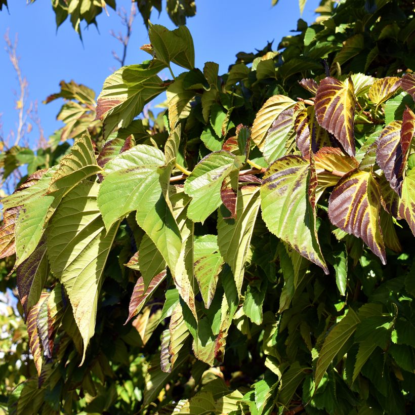 Morus kagayamae - Moerbeiboom (Blad)
