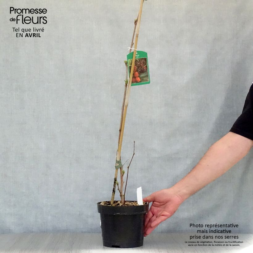 Example of Morus nigra - Zwarte moerbei Pot van 1,5 l/2 l as you get in printemps