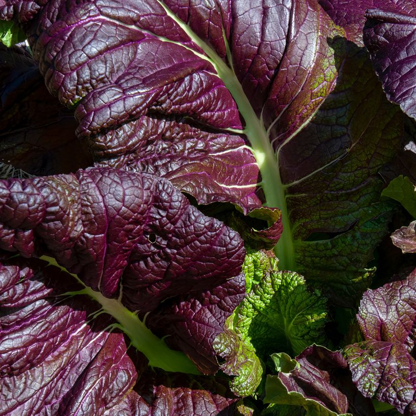 Mosterdsla Red Giant BIO - Ferme de Sainte Marthe (Blad)