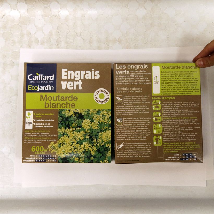 Voorbeeld van een exemplaar van Witte mosterd groenbemester - Sinapis alba (Doos 600 m²) Zaden zoals geleverd