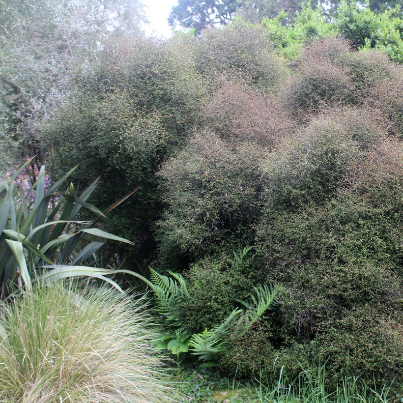 Muehlenbeckia astonii - Draadstruik (Groeiplaats)