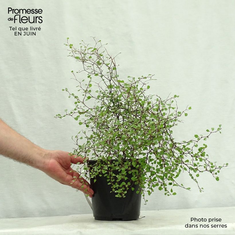 Exemplaar van Muehlenbeckia astonii - Draadstruik Pot van 3 l/4 l zoals geleverd in de zomer