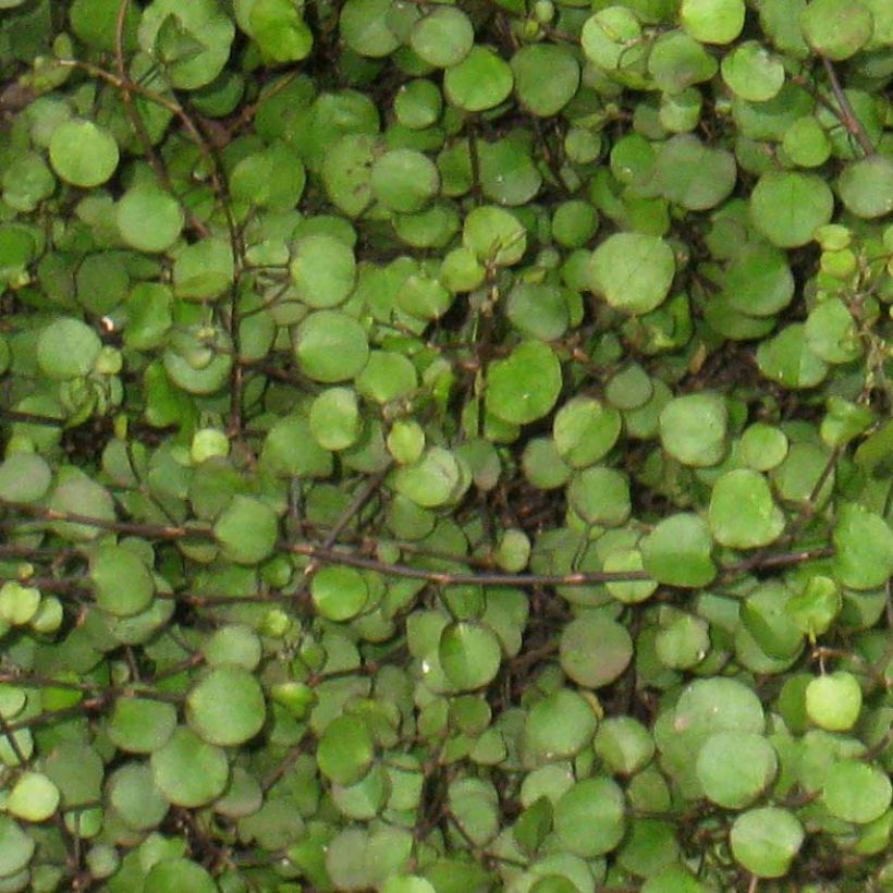 Muehlenbeckia axillaris - Draadplant (Blad)