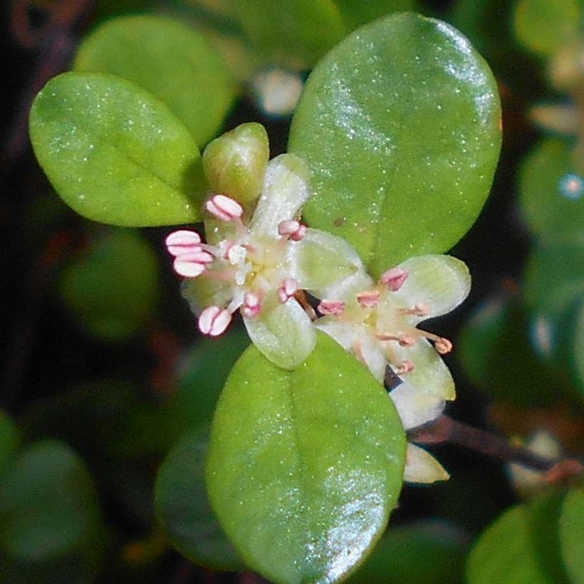 Muehlenbeckia axillaris - Draadplant (Bloei)