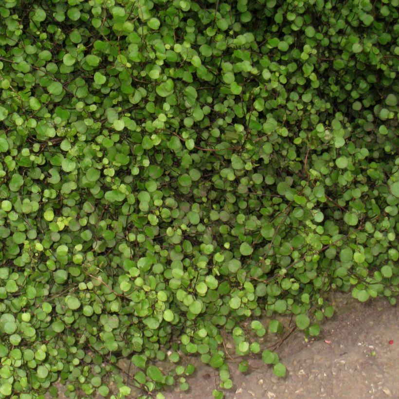 Muehlenbeckia axillaris - Draadplant (Groeiplaats)