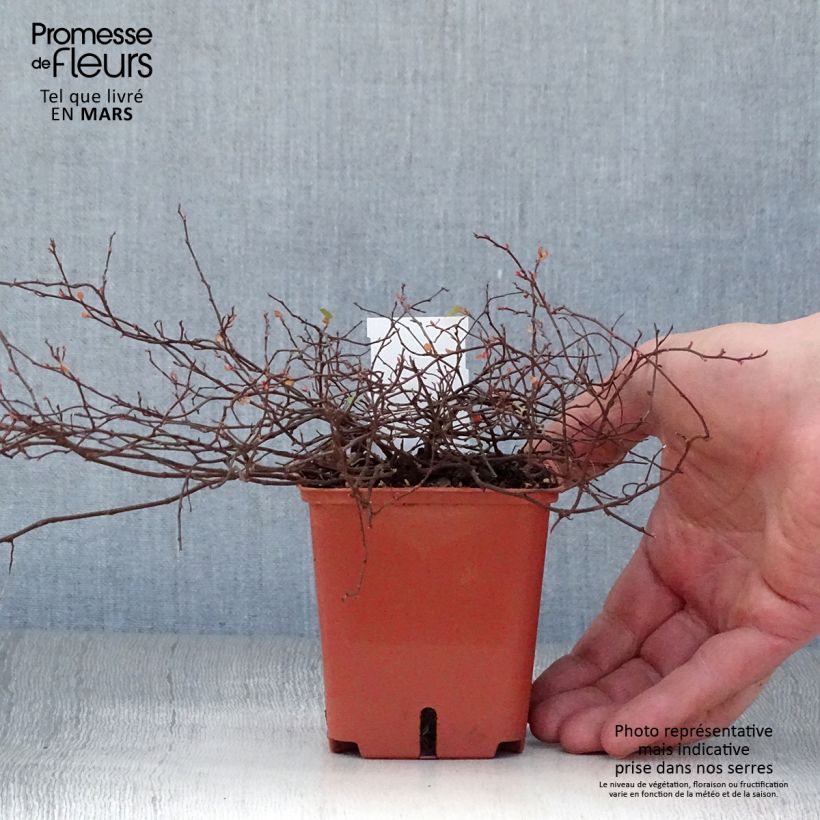 Example of Muehlenbeckia complexa Golden Girl - Draadstruik Kweekpotje van 8/9 cm as you get in printemps