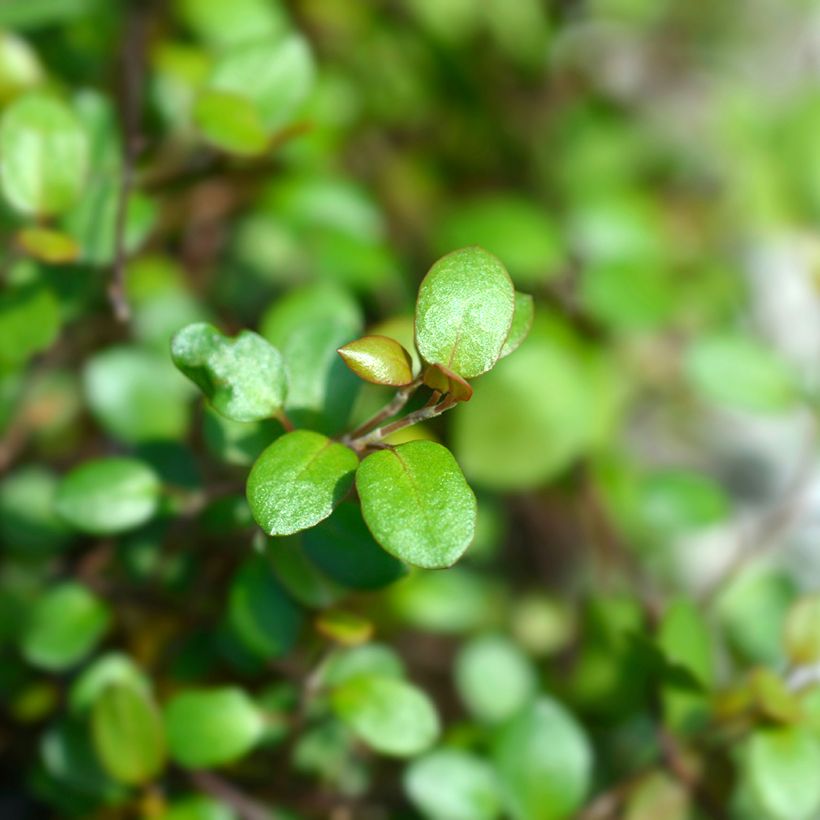 Muehlenbeckia complexa Golden Girl - Draadstruik (Blad)