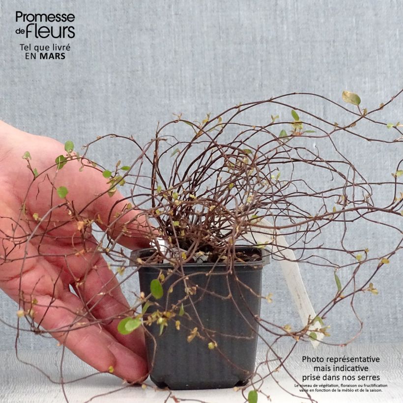 Example of Muehlenbeckia complexa Sealand Compact - Draadstruik Kweekpotje van 8/9 cm as you get in printemps