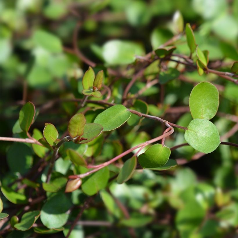 Muehlenbeckia complexa Sealand Compact - Draadstruik (Foliage)