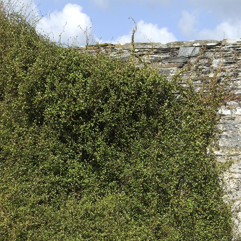 Muehlenbeckia complexa Sealand Compact - Draadstruik (Plant habit)