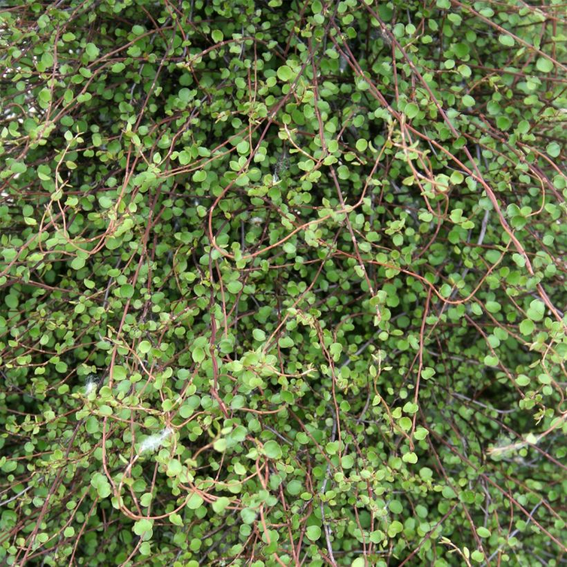 Muehlenbeckia complexa - Draadstruik (Foliage)