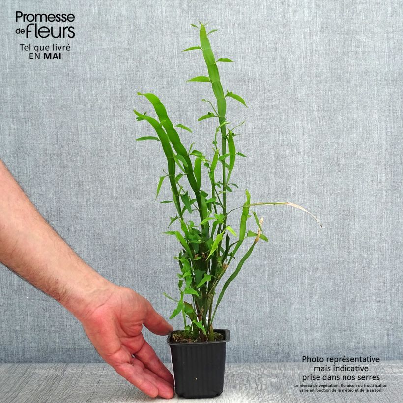 Exemplaar van Muehlenbeckia platyclada - Lintplant Kweekpotje van 8/9 cm zoals geleverd in de lente