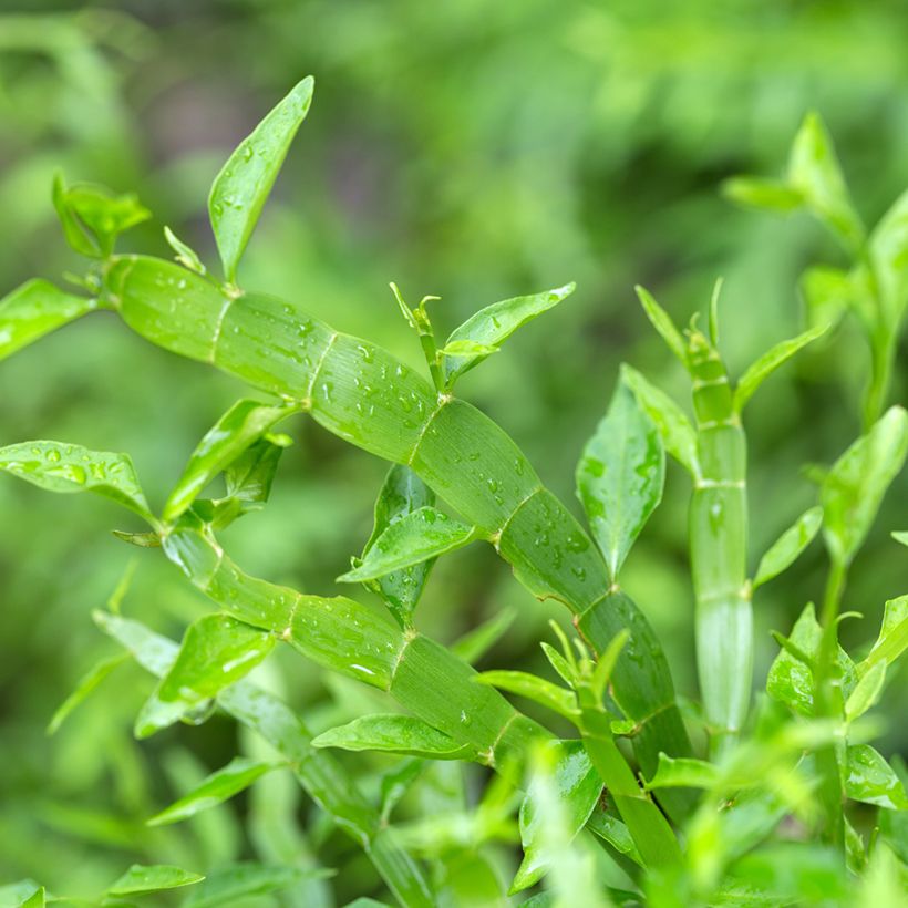 Muehlenbeckia platyclada - Lintplant (Blad)