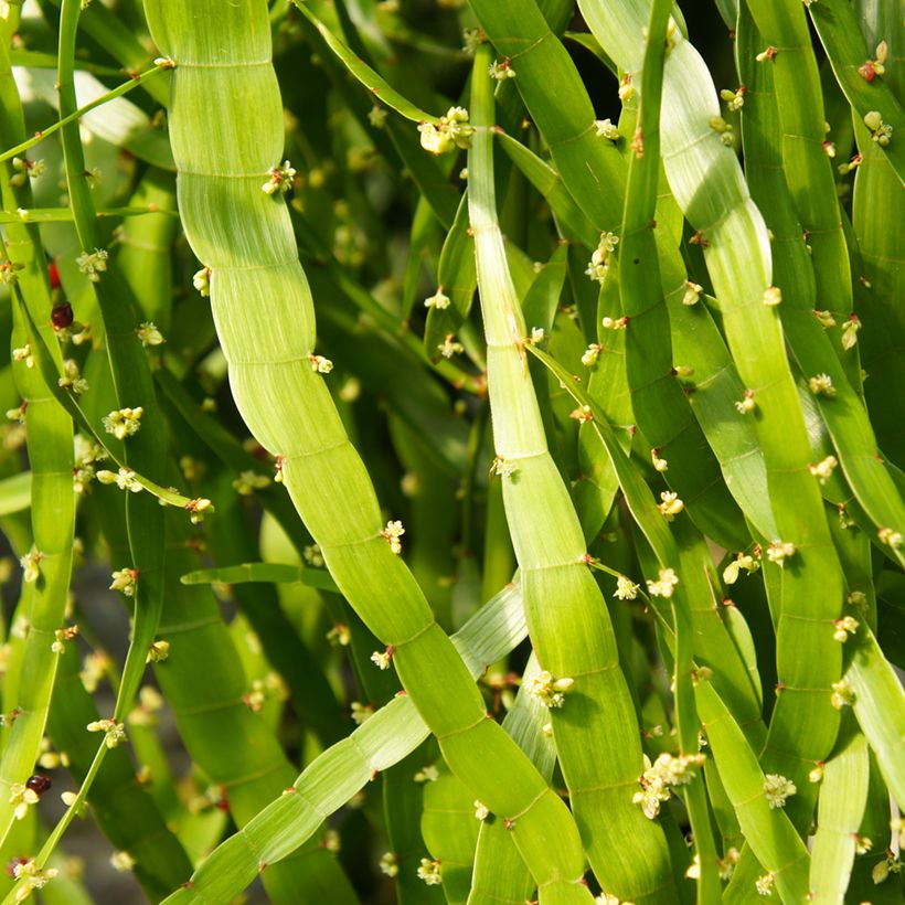 Muehlenbeckia platyclada - Lintplant (Bloei)