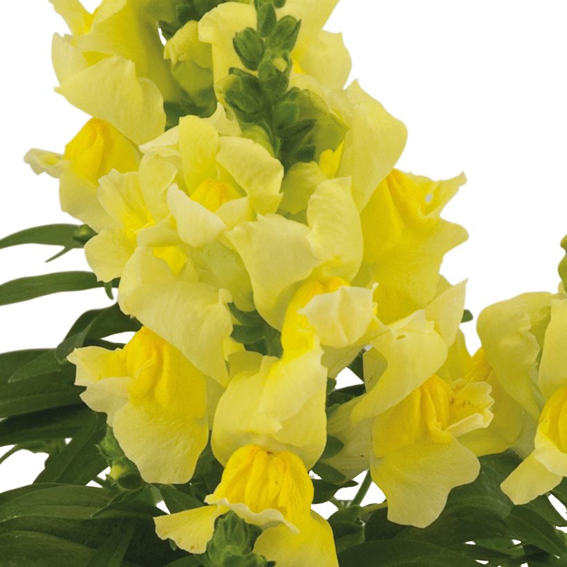 Leeuwenbek Dazzling Lips Lemon - Antirrhinum majus (Bloei)