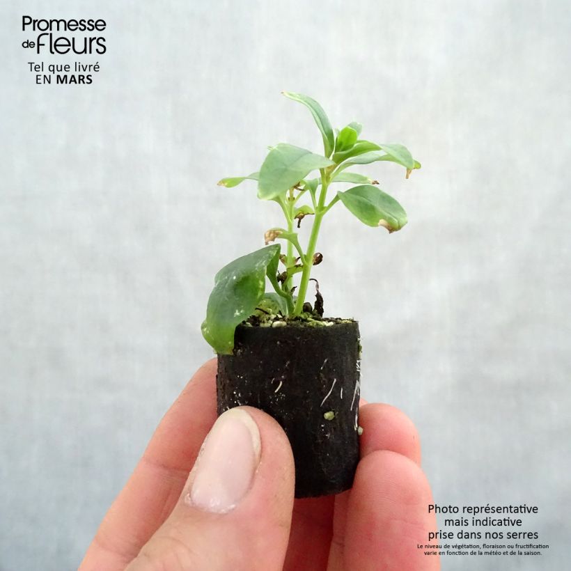 Exemplaar van Leeuwenbek Fruit Salad Up Apricot - Antirrhinum Mini-mot Ø 3/4 cm zoals geleverd in de lente