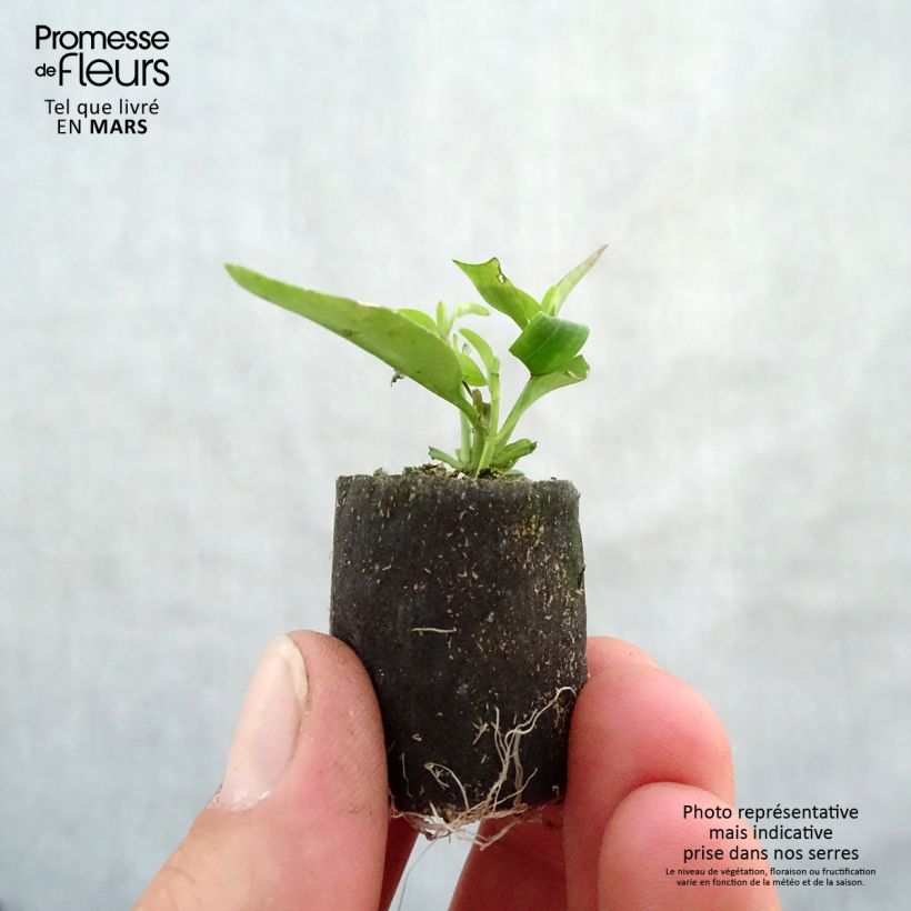 Example of Leeuwenbek Fruit Salad Up Purple - Antirrhinum Mini-mot Ø 3/4 cm as you get in printemps