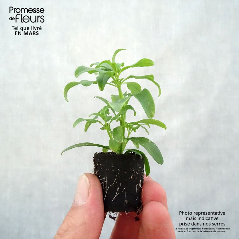 Exemplaar van Leeuwenbek Fruit Salad Up Yellow - Antirrhinum Mini-mot Ø 3/4 cm zoals geleverd in de lente