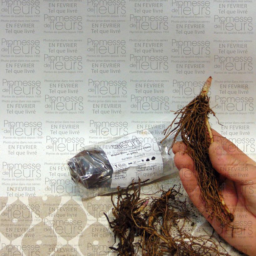 Voorbeeld van een exemplaar van Convallaria majalis - Lelietje-van-dalen Bol zoals geleverd