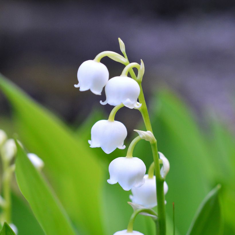 Convallaria majalis - Lelietje-van-dalen (Bloei)