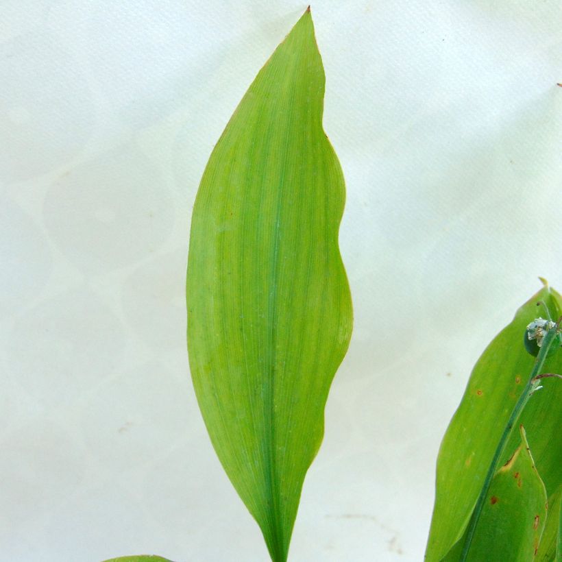 Convallaria majalis Rosea - Lelietje-van-dalen roze (Foliage)