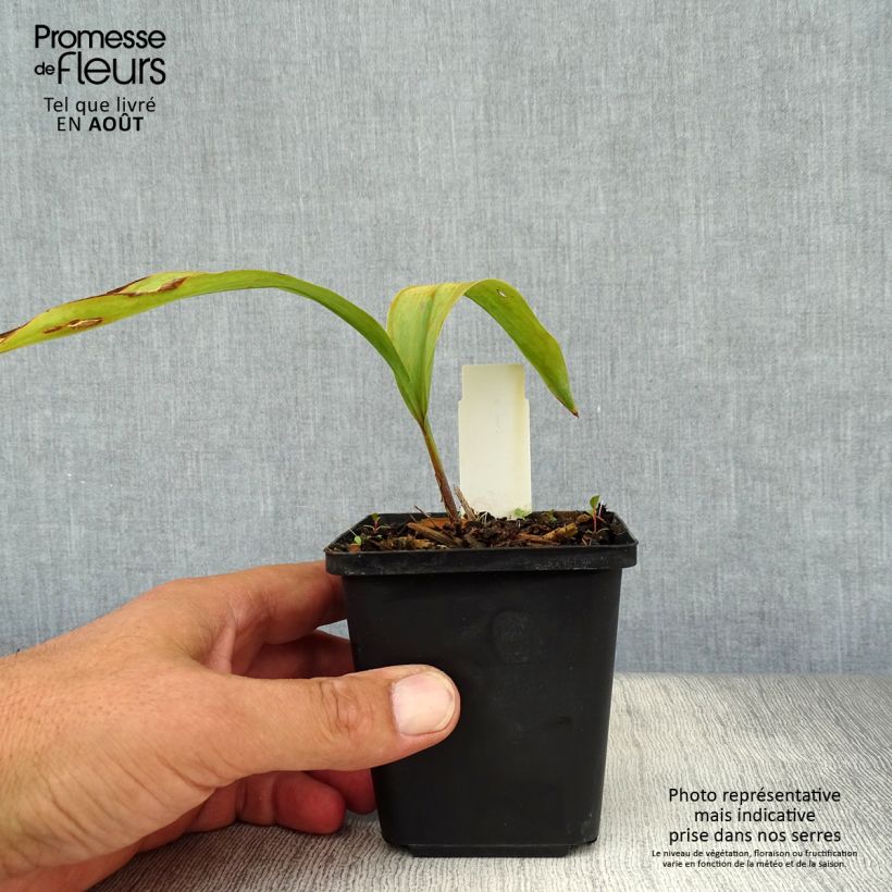 Exemplaar van Convallaria majalis Rosea - Lelietje-van-dalen roze Kweekpotje van 8/9 cm zoals geleverd in de zomer