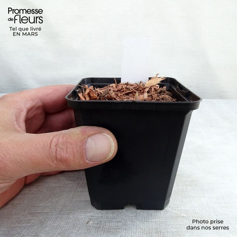 Example of Convallaria majalis Rosea - Lelietje-van-dalen roze Kweekpotje van 8/9 cm as you get in printemps