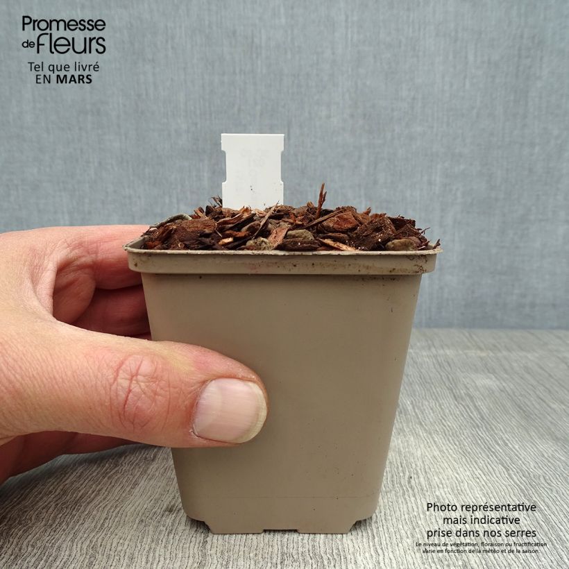 Exemplaar van Convallaria majalis Doreen - Lelietje-van-dalen Kweekpotje van 8/9 cm zoals geleverd in de lente