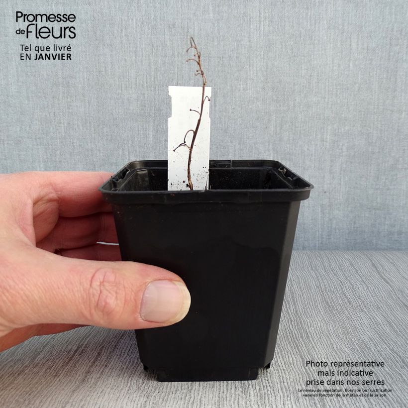 Exemplaar van Convallaria majalis Albostriata - Lelietje-van-dalen bont Kweekpotje van 8/9 cm zoals geleverd in de winter