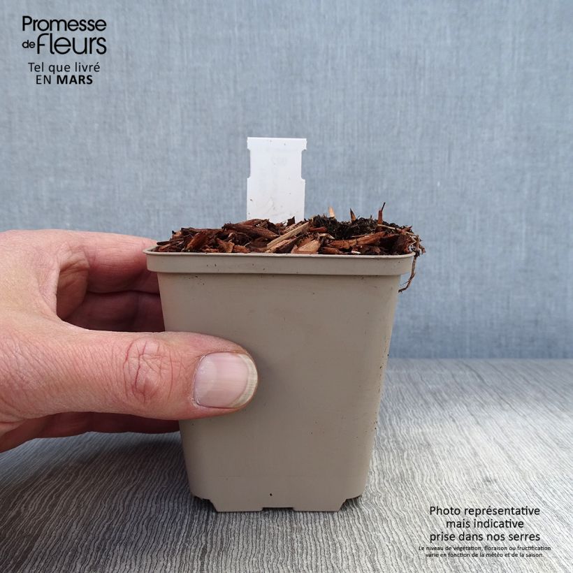 Exemplaar van Convallaria majalis Hardwick Hall - Lelietje-van-dalen Kweekpotje van 8/9 cm zoals geleverd in de lente